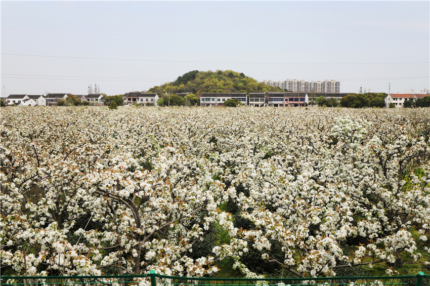 苏州盖雅树山梨花节团建活动